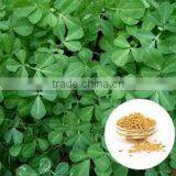 FENUGREEK EXTRACT thumbnail-1