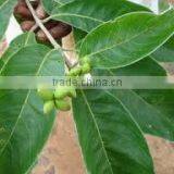 Terminilia Chebula thumbnail-2