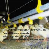 Malawi Poultry & Chicken & Bird Farm Automatic Broiler Ground Breeding System & Chicken Floor Raising System With Automatic Nipple Drinker System