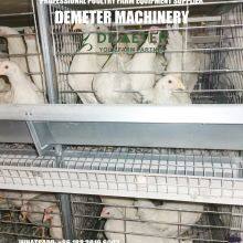 Layer Chicken Breeding Cage thumbnail-5