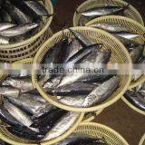 100-200g Frozen Bonito
