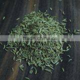 High Quality Fennel Seeds