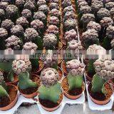 Natual Colorful Cactus Plants Table Decor thumbnail-4