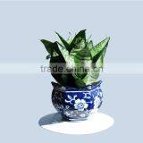 Sansevieria Cylindrical Nursery From China thumbnail-1