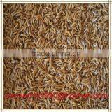 Dried Mealworms Recipes by the Pound Storage thumbnail-5