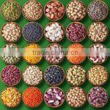 Chinese Beans 2014 New Crop; thumbnail-1