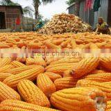 CORN YELLOW thumbnail-5