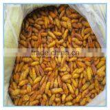 New Season Fresh IQF Frozen Silkworm thumbnail-5