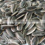 Sunflower Seeds(5009,5135 Available)