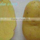 Fresh Holland Potato thumbnail-1