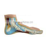 Biological Teaching Aids Education Silicone Foot Model thumbnail-3
