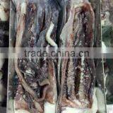 Giant Squid Tentacle thumbnail-1