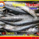 FROZEN SPANISH MACKEREL WHOLE ROUND thumbnail-1