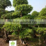 Ficus bonsai topiary landscaping tree