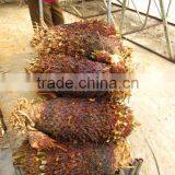 Cycas Revoluta Bare Root for Loading Container thumbnail-1