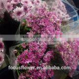 Fresh Cut Flower Chrysanthemum Grade A With Multi Colors From Kunming thumbnail-3