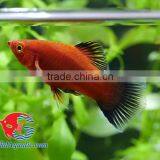 Red Wagtail Platy Bleeding Farm and Export From Thailand thumbnail-5