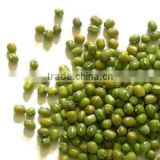 Premium Green Bean Seeds for Sale