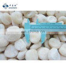 Sinocharm BRC A Approved Peeled Whole IQF Frozen Water Chestnut thumbnail-3