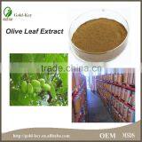 Pure Natural Hot Selling Olive Leaf Extract thumbnail-3