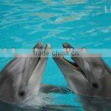 Lenticular 3d Picture With Deep Look Effect