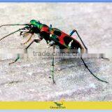 Insects Fiberglass Sculpture for Decoration thumbnail-2