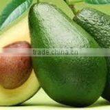 Persea Americana, Avocado thumbnail-2