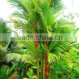 Lipstick Palm Seeds, Red Sealing Wax Palm Seeds, Cyrtostachys Renda Seeds thumbnail-2