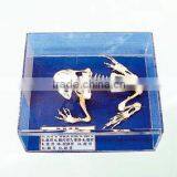 Vivid and Refined Frog Skeleton Specimen for Teaching and Medical Use