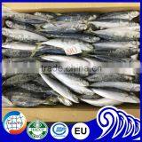 Very Fresh Sea Frozen Horse Mackerel for Sale thumbnail-1