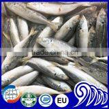 Newly Catches Frozen Round Scad Fish With Good Quality for Sale thumbnail-3