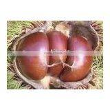 New Crop Chestnut 2015 thumbnail-1