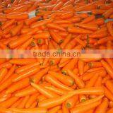 China Export Fresh Carrot 2012 thumbnail-1