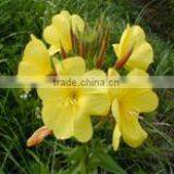 Cold Pressed Organic Evening Primrose Oil thumbnail-3