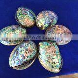 Raw Haliotis Iris Polished Abalone Shell Crafts thumbnail-2