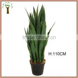 potted green agave plant hot sale to abroad