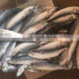 80-150g Frozen Pacific Mackerel for Canning thumbnail-1