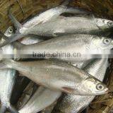 Frozen Milkfish From Indonesia Hot Selling thumbnail-1