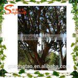 Songtao Supplier Artificial Ficus Tree Home Decoration Artificial Ficus Tree thumbnail-5