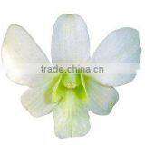 D-002 : DENDROBIUM WHITE ORCHID thumbnail-1