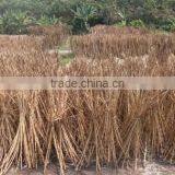 Raw Rattan Cane Material Mix thumbnail-1