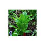 Cyclopamine (11-deoxojervine) thumbnail-1