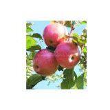 Fresh Qinguan Apple thumbnail-1