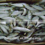 Whole Round BQF Frozen Fish Sardine Fish thumbnail-3