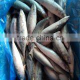 Factory Supply Mackerel Fish Pacific Mackerel Scientific Name Scomber Japonicus thumbnail-5