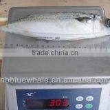 Frozen Mackerel, Frozen Pacific Mackerel ,Frozen Mackerel (Scomber Japonicus)