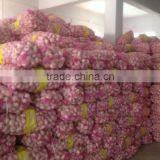 Fresh Garlic thumbnail-5