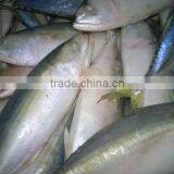 FROZEN INDIAN MACKEREL WHOLE ROUND NORTH IN VIETNAM thumbnail-1