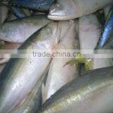 FROZEN INDIAN MACKEREL WHOLE ROUND NORTH IN VIETNAM