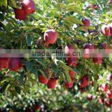 Fresh Red Delicious Apple Chinese Fruit Fresh Apple thumbnail-6